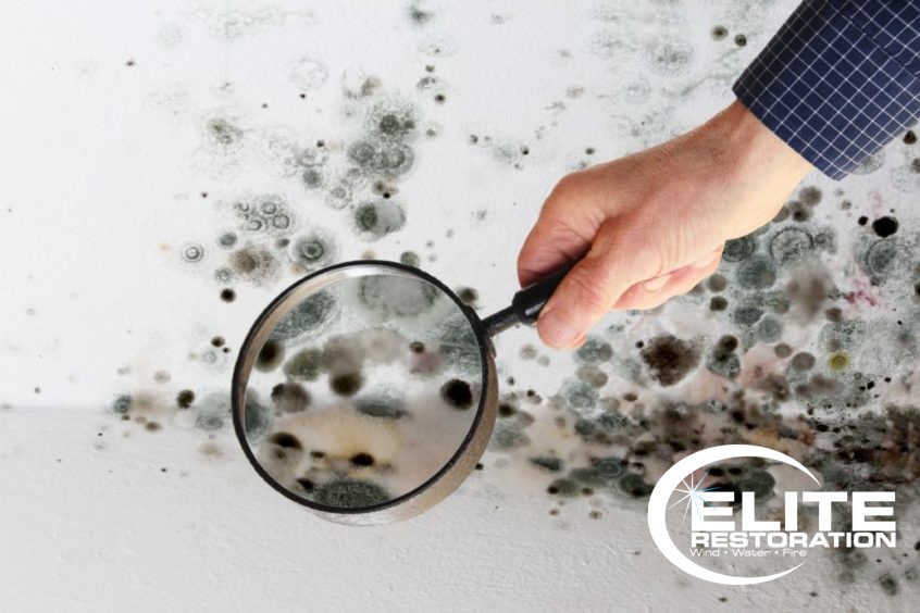 man examining winter mold with a magnifying glass