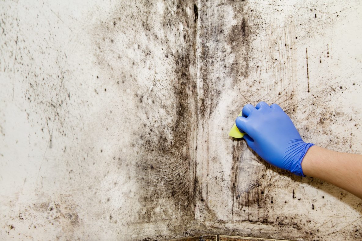 Mold Removal in Bellevue Idaho